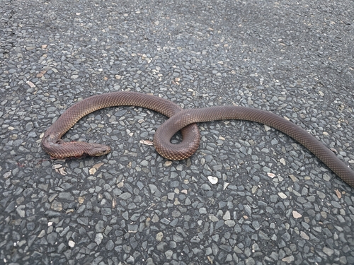 Mulga Snake sighting