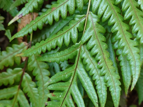 Image of Woodwardia orientalis by (c) FUKUDA Kazuhito 福田一人, some rights reserved (CC BY)