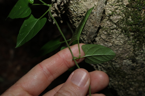 Image of Vincetoxicum grandiflorum by (c) Greg Tasney, some rights reserved (CC BY-SA)