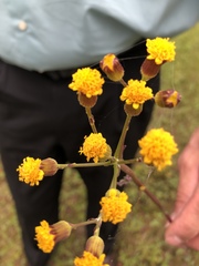 Packera pauciflora