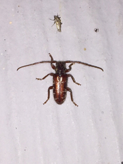 Eupogonius tomentosus