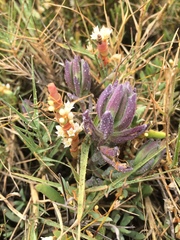 Chloropyron maritimum palustre