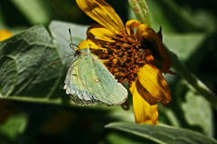Colias pelidne