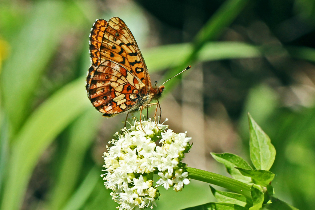 Relict Fritillary