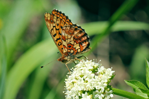 Relict Fritillary photo 4