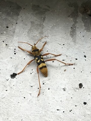 Chlorophorus quinquefasciatus