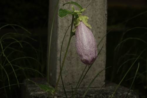 Image of Campanula punctata by no rights reserved