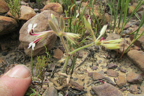 Image of Pelargonium naviculifolium by (c) James Deacon, some rights reserved (CC BY-SA)
