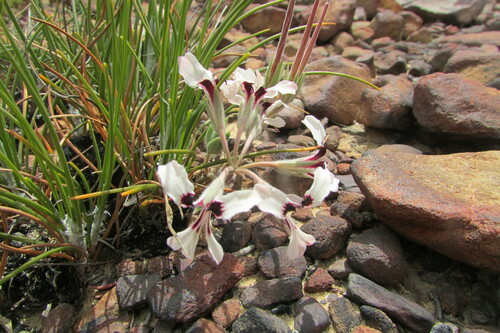 Image of Pelargonium naviculifolium by (c) James Deacon, some rights reserved (CC BY-SA)