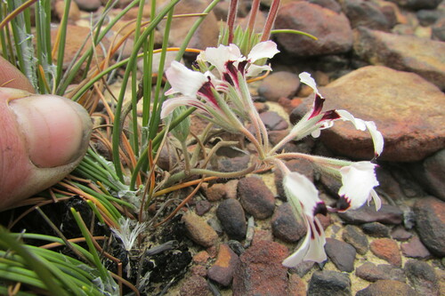 Image of Pelargonium naviculifolium by (c) James Deacon, some rights reserved (CC BY-SA)