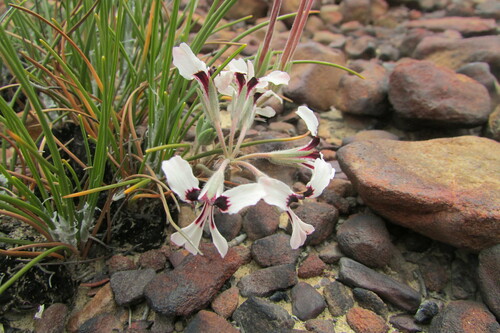 Image of Pelargonium naviculifolium by (c) James Deacon, some rights reserved (CC BY-SA)