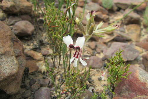 Beached Storksbill (Pelargonium naviculifolium)