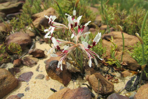 Image of Pelargonium naviculifolium by (c) James Deacon, some rights reserved (CC BY-SA)
