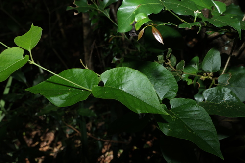 Image of Parsonsia velutina by (c) Greg Tasney, some rights reserved (CC BY-SA)