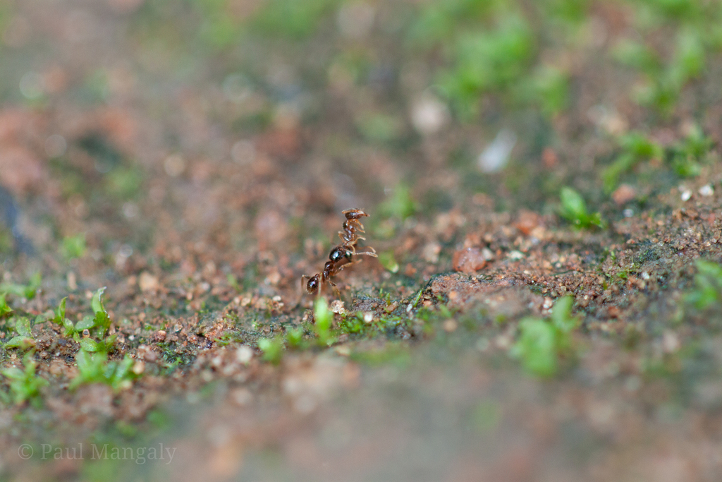 Pheidole watsoni