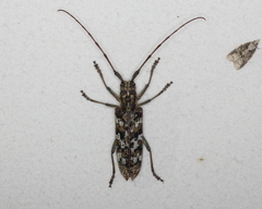 Monochamus marmorator