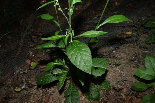 Image of Nicotiana forsteri by (c) Greg Tasney, some rights reserved (CC BY-SA)