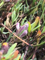 Chloropyron maritimum palustre