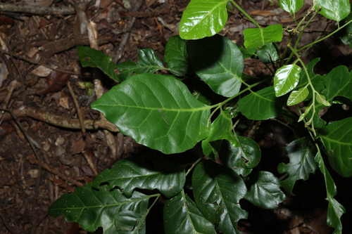 Image of Limeberry (Micromelum minutum) by (c) Greg Tasney, some rights reserved (CC BY-SA)