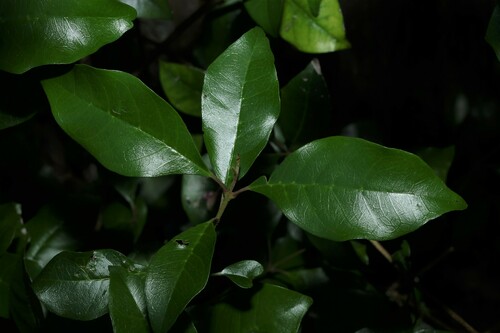 Image of Vitex lignum by (c) Greg Tasney, some rights reserved (CC BY-SA)
