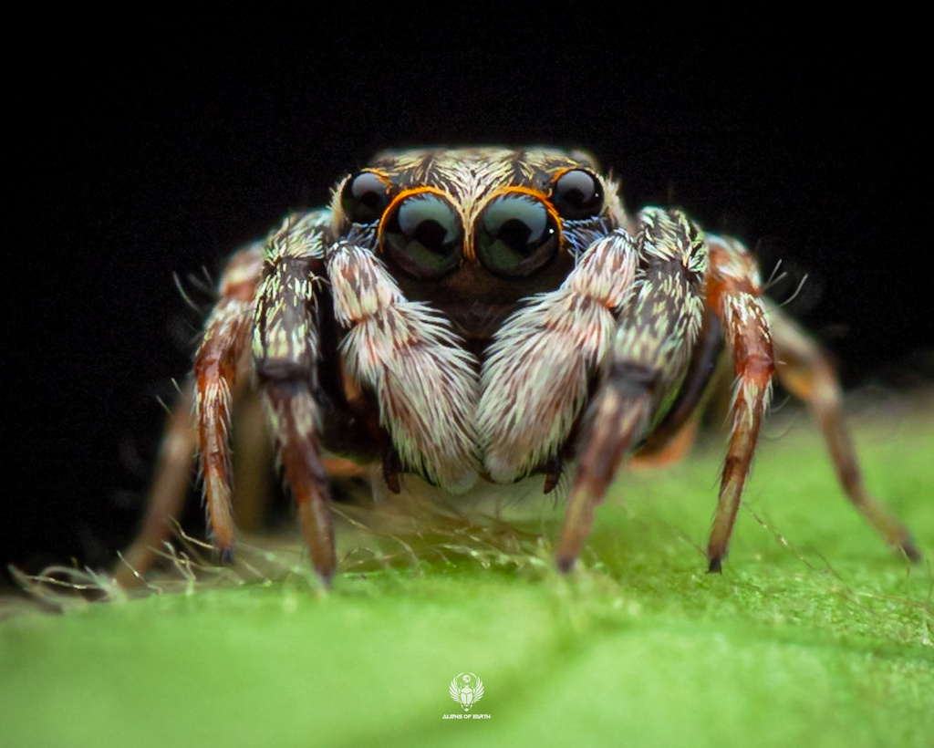 Charippus bukittimah