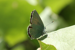 Callophrys affinis