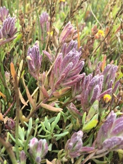 Chloropyron maritimum palustre