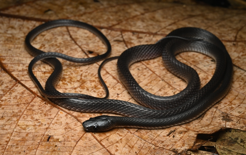 Dark Wolf Snake
