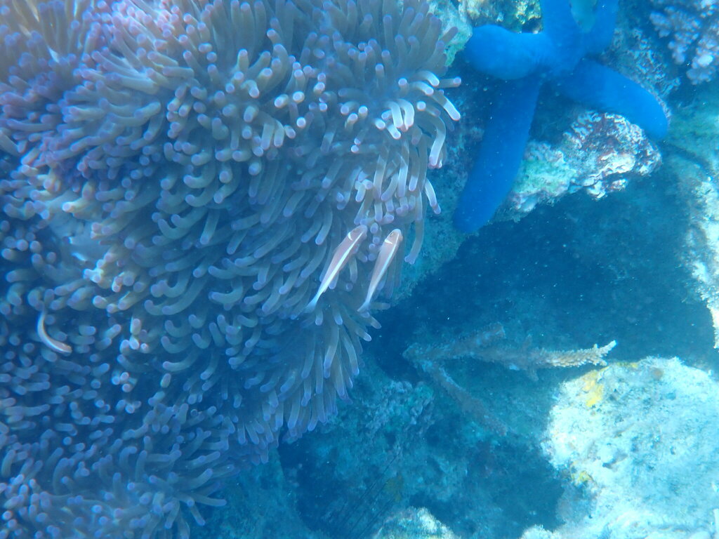 Clown fish