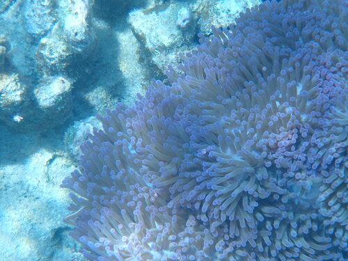 Pink Skunk Anemonefish (Amphiprion perideraion)
