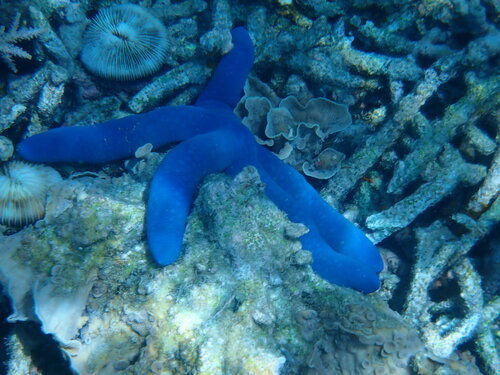 Blue Linckia (Linckia laevigata)