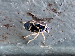 Murgantia violascens