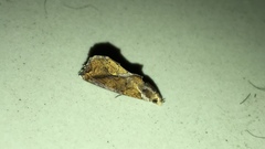 Plusiodonta coelonota
