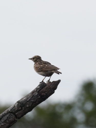 iNaturalist image