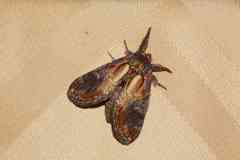 Notodonta scitipennis