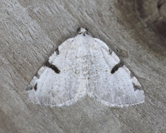 Macaria subcessaria