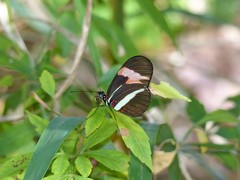 Heliconius erato phyllis