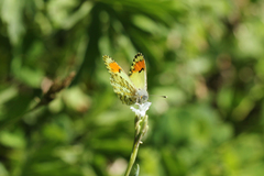 Anthocharis julia sulfuris