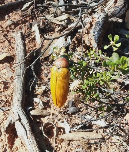 Julodimorpha bakewelli