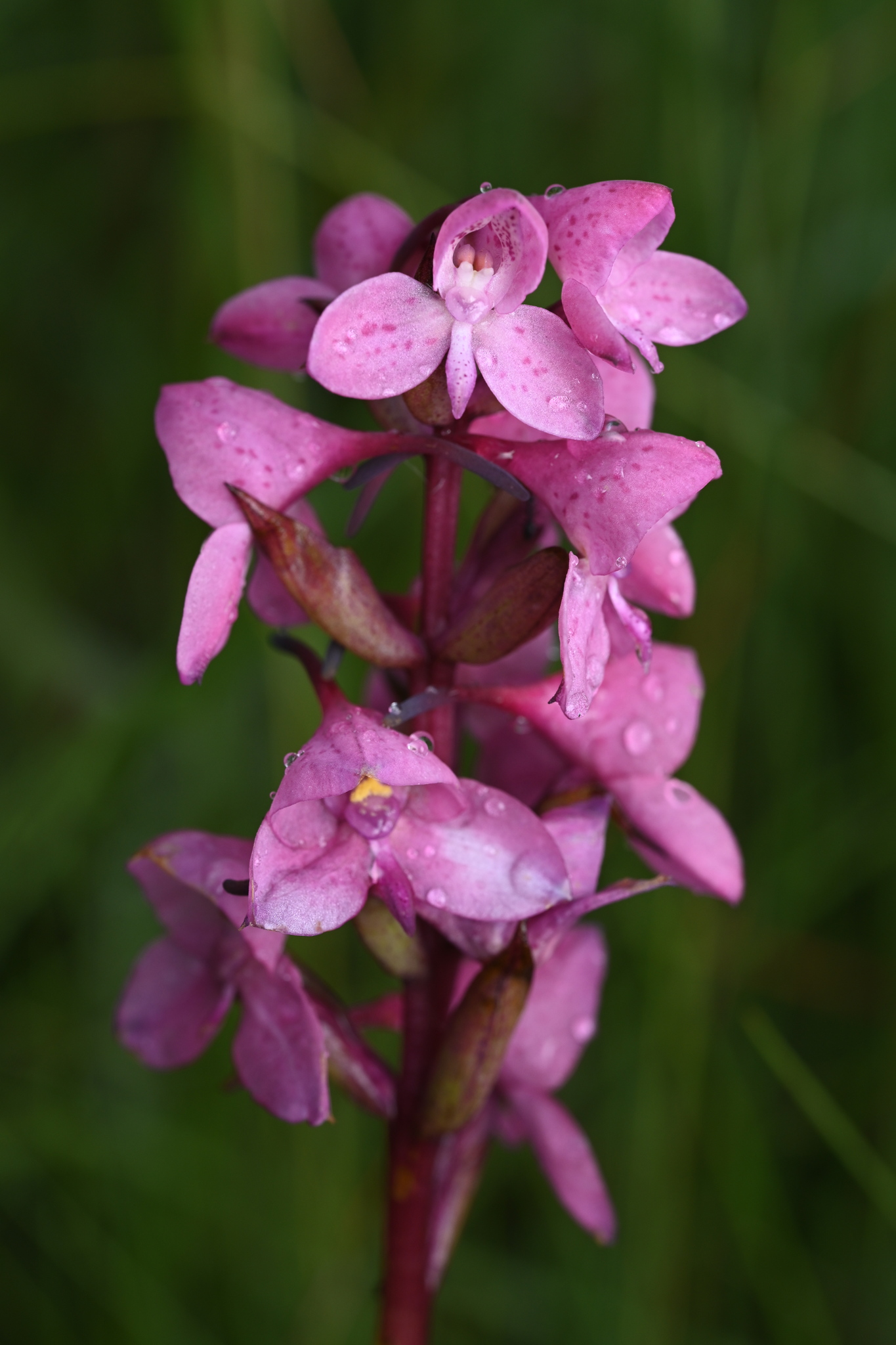 Disa afra