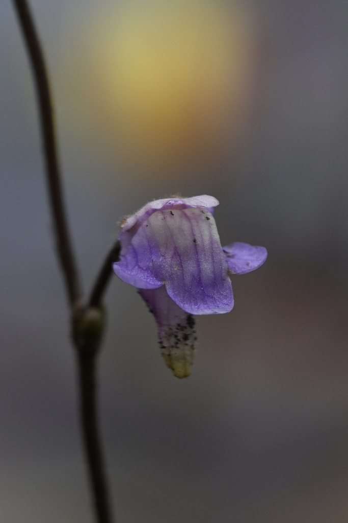 Genlisea africana Oliv. 2