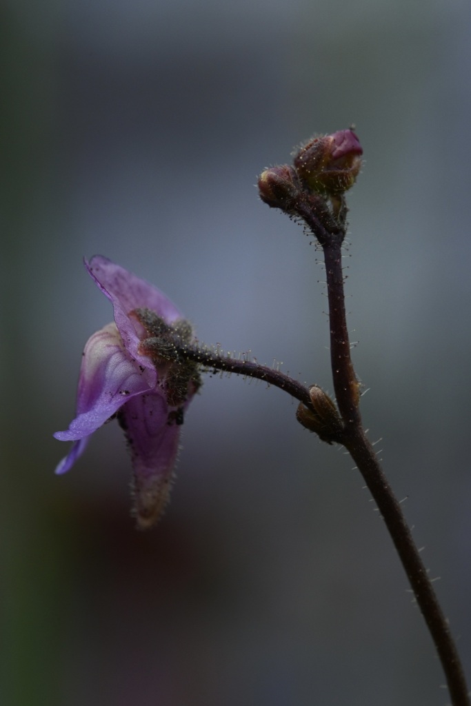 Genlisea africana Oliv. 3