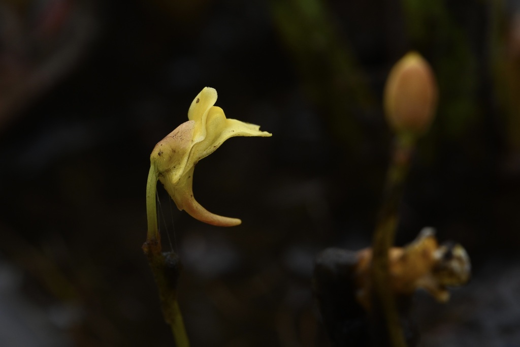Utricularia scandens; photograph (c) Robert Taylor, some rights reserved (CC BY)