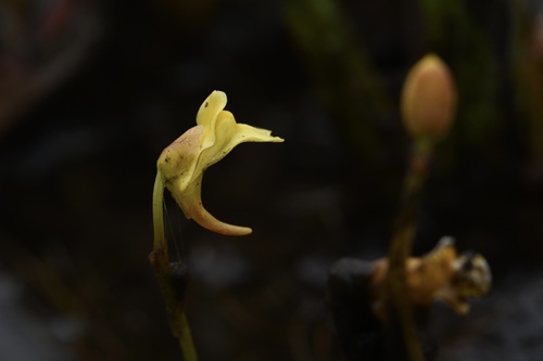 Utricularia scandens observed 2024-11-02