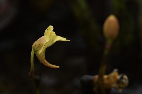 Utricularia scandens, photograph 3