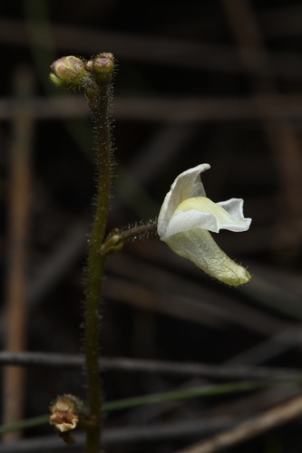 Genlisea pallida (Genlisea pallida)