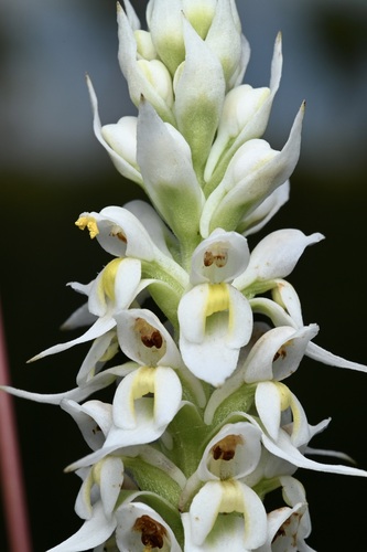 Image of Satyrium trinerve by (c) Robert Taylor, some rights reserved (CC BY)