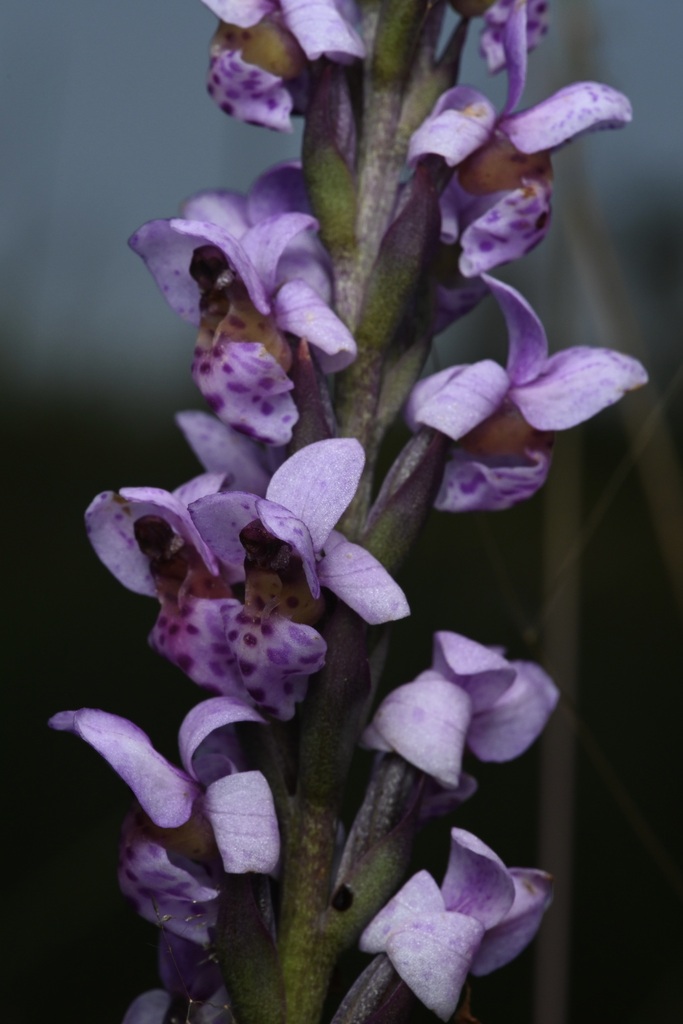 Brachycorythis angolensis