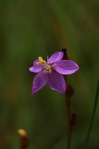 Drosera affinis