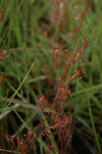 Drosera affinis